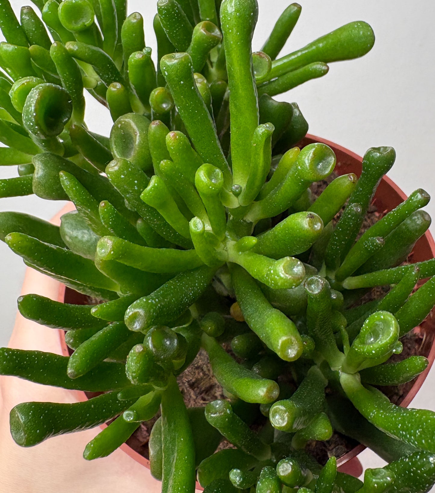 Crassula Ovata Hobbit