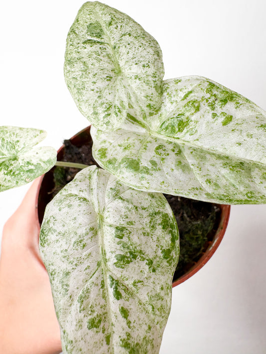 Alocasia odora ‘Batik Variegata’