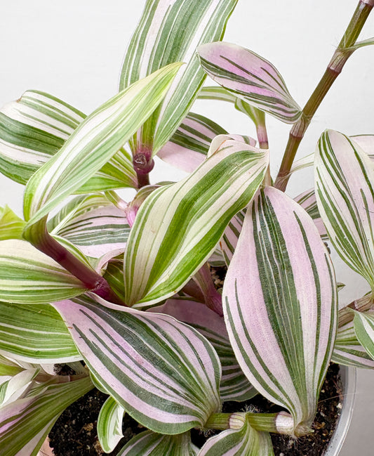 Tradescantia Nanouk