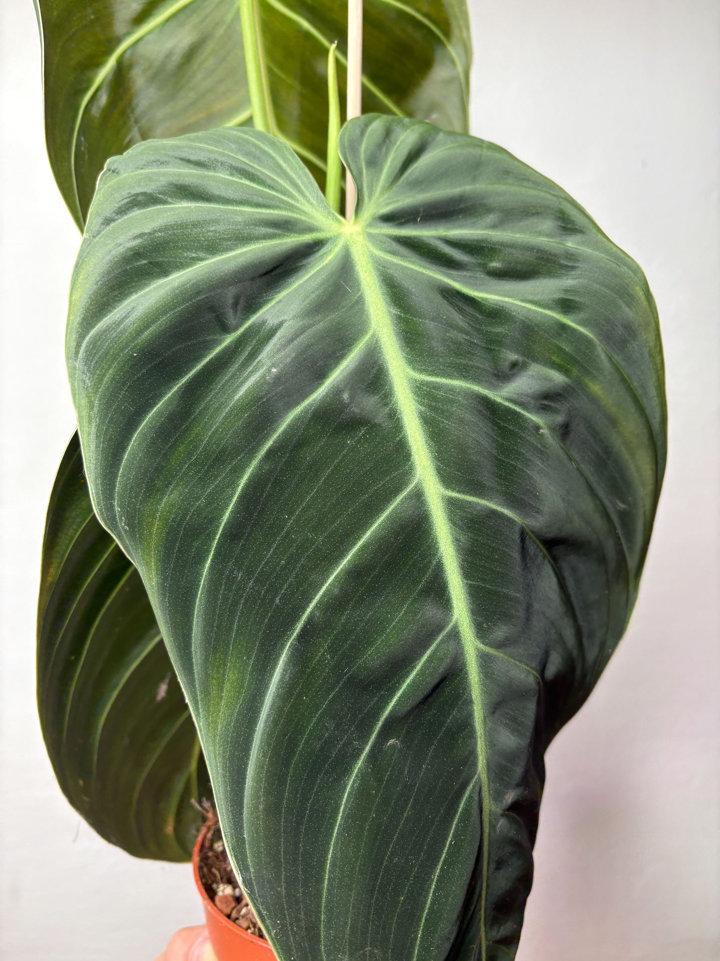 Philodendron Melanochrysum