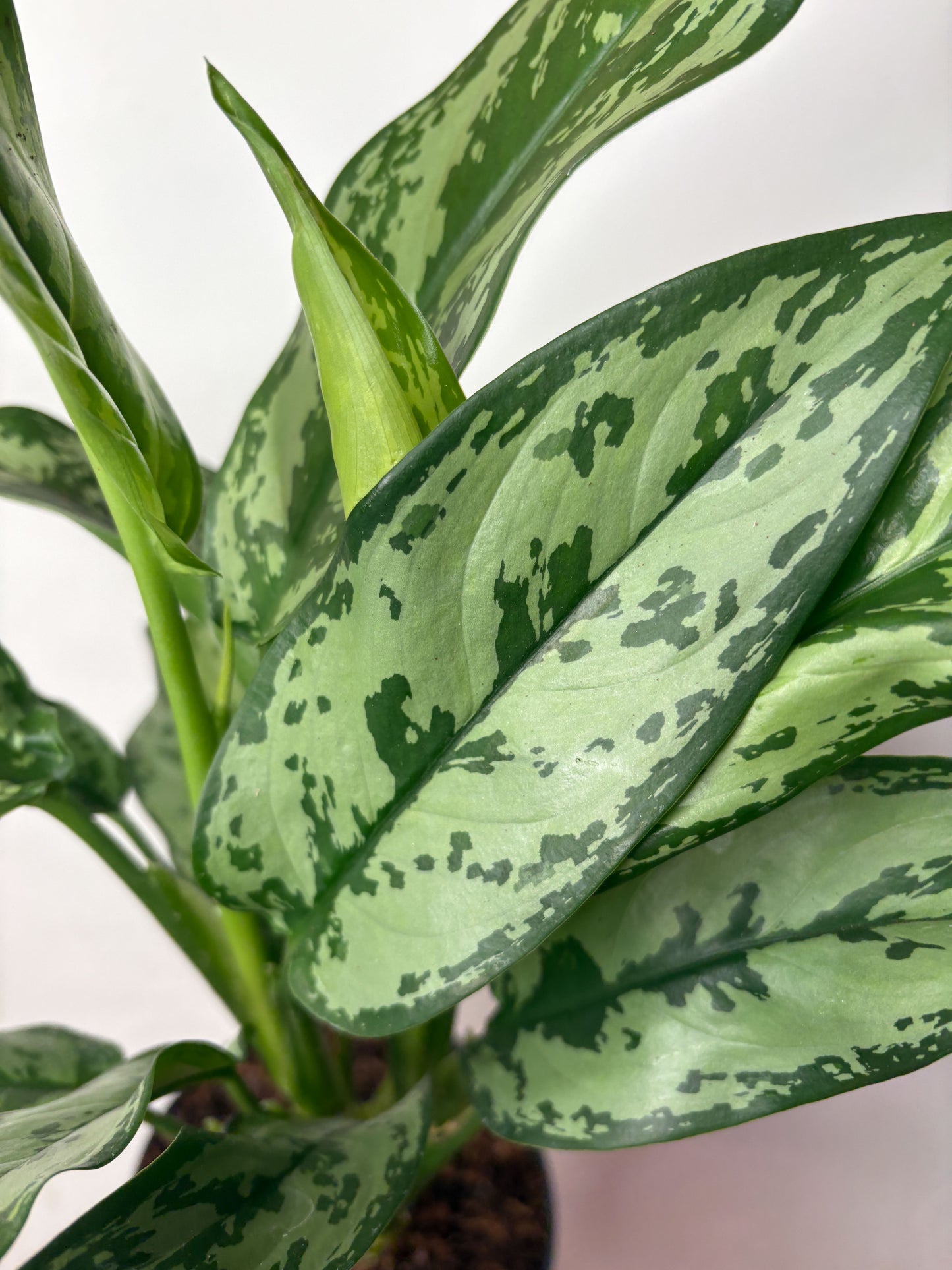 Aglaonema Laurel Green