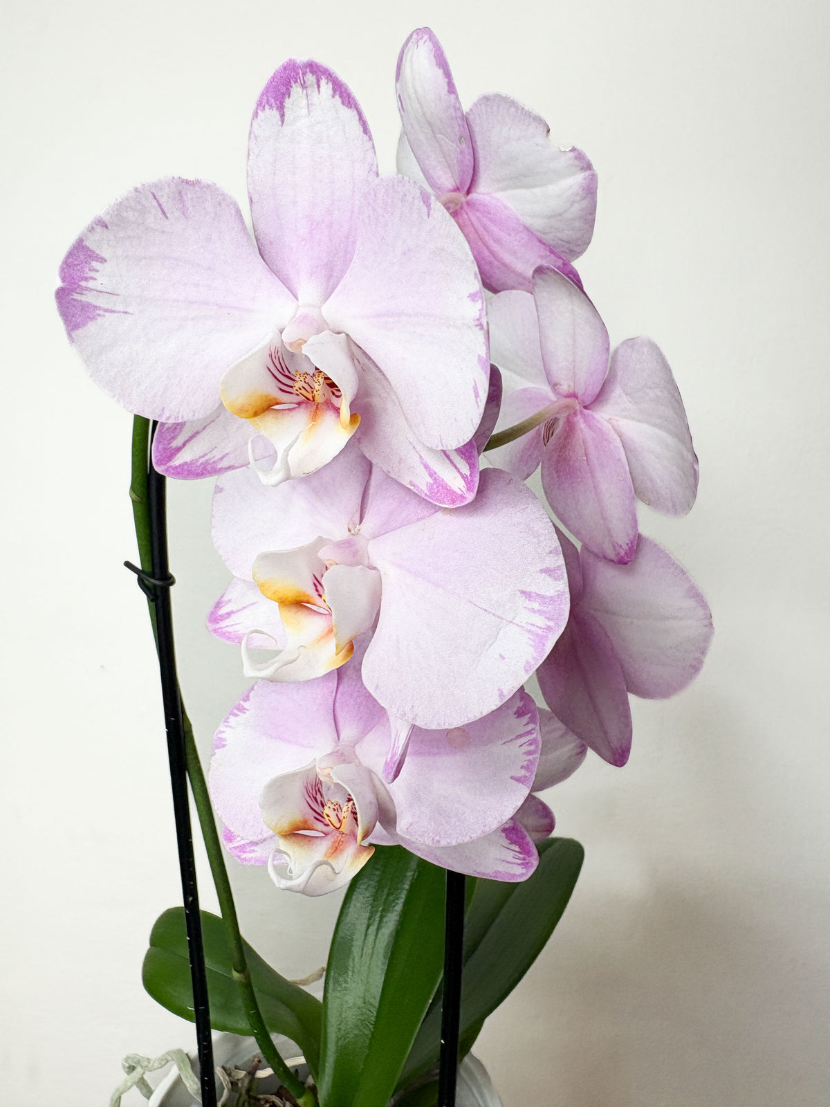 Phalaenopsis (orhideja ar dekoratīvo podu)