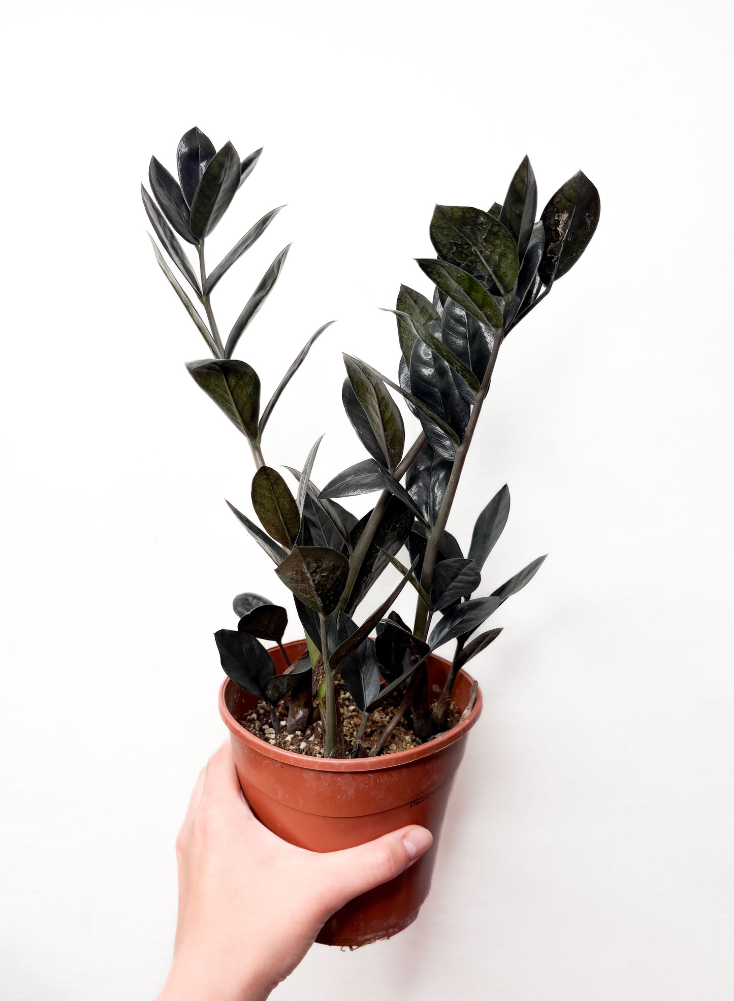 Zamioculcas 'Raven'