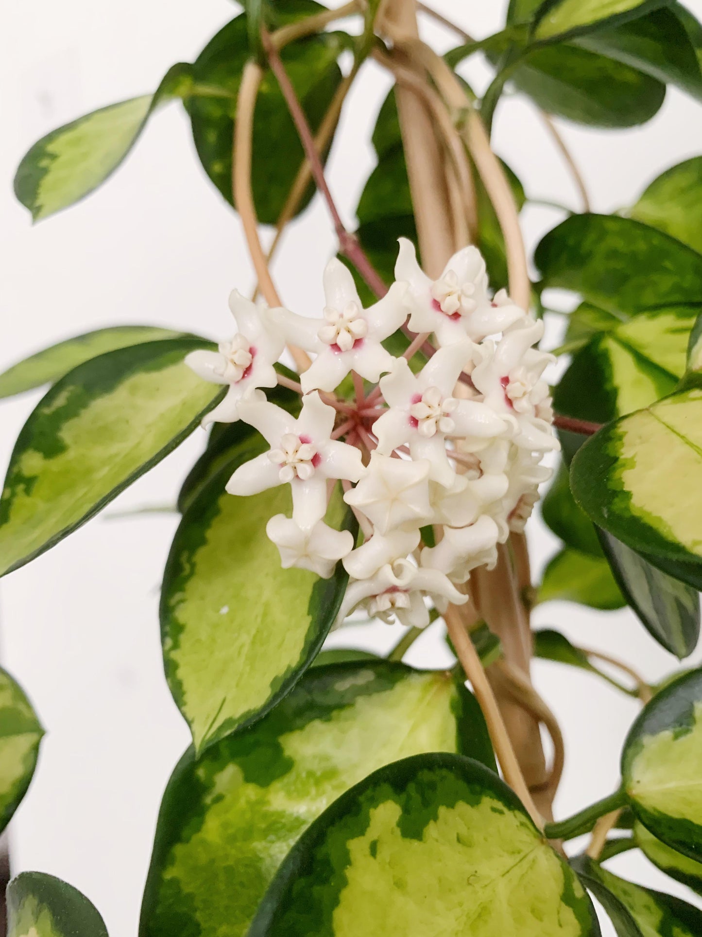Hoya Australis Lisa