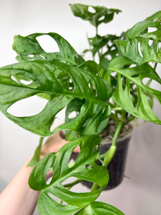 Monstera Monkey