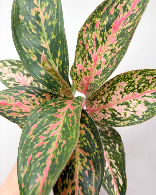 Aglaonema Harleyquin