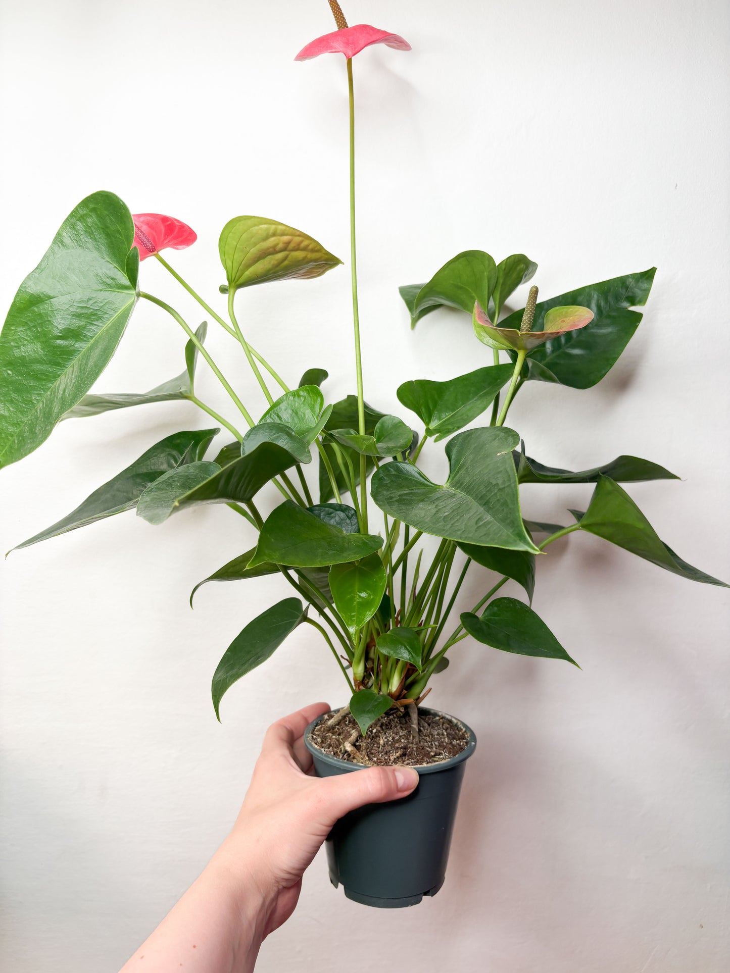 Anthurium Sweet Dream ziedošs telpaugs podā