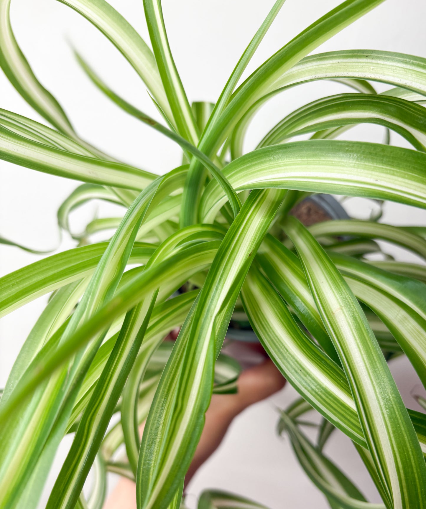 Chlorophytum Comosum Bonnie hlorofīts podā