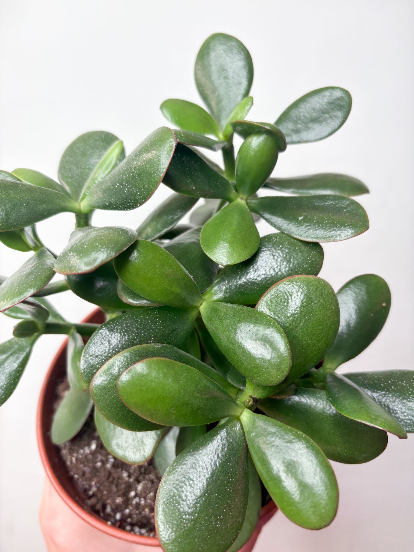 Crassula Ovata sukulents podā