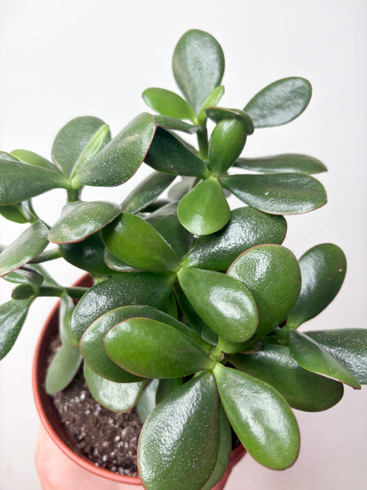 Crassula Ovata sukulents podā