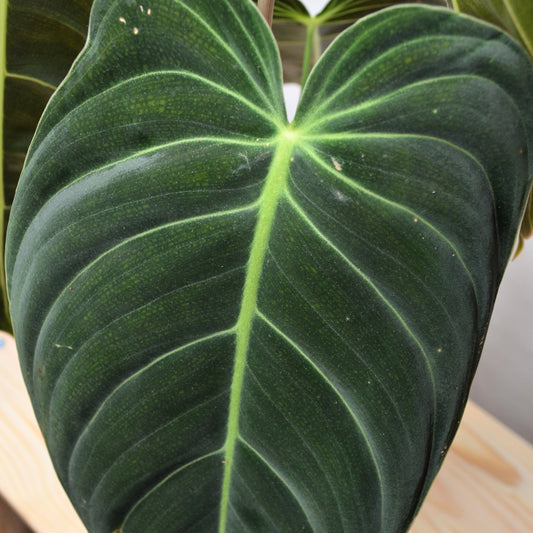 Philodendron Melanochrysum