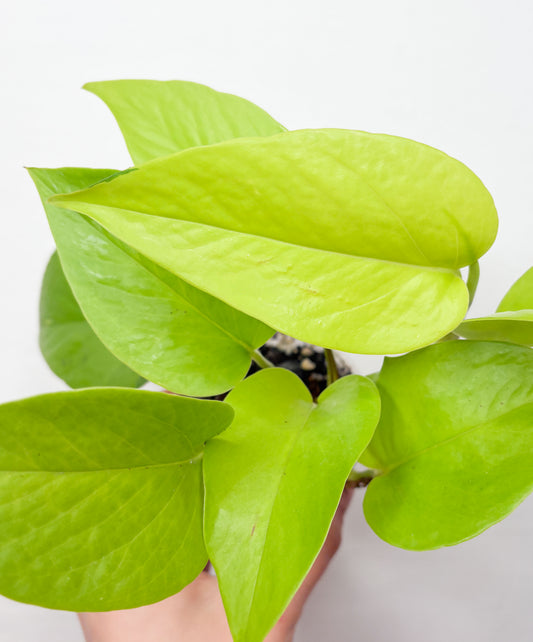 Neon Pothos epipremnums ar koši zaļām lapām podā