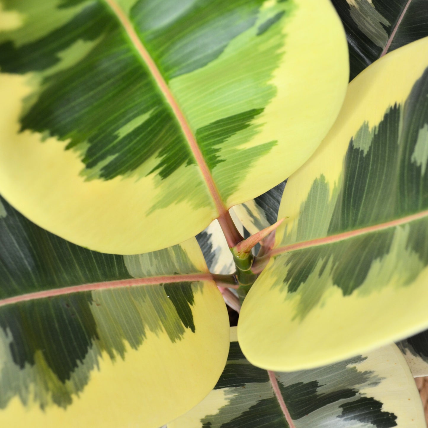 Ficus Elastica Tineke