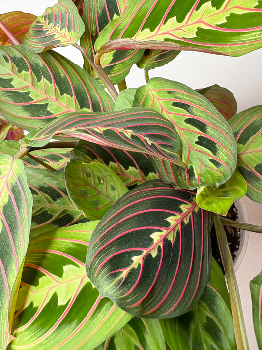 Maranta Tricolor telpaugs podā