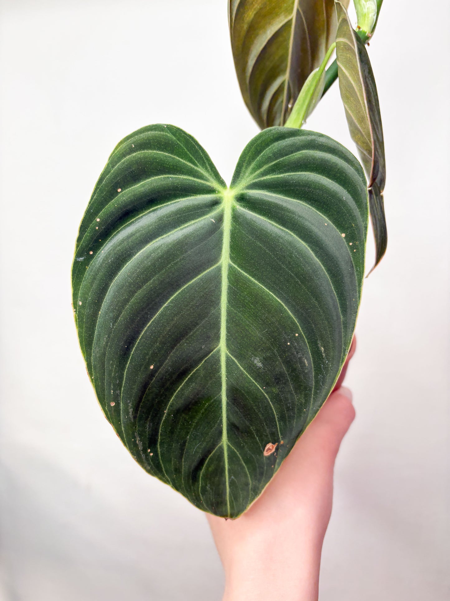 Philodendron Melanochrysum telpaugs podā