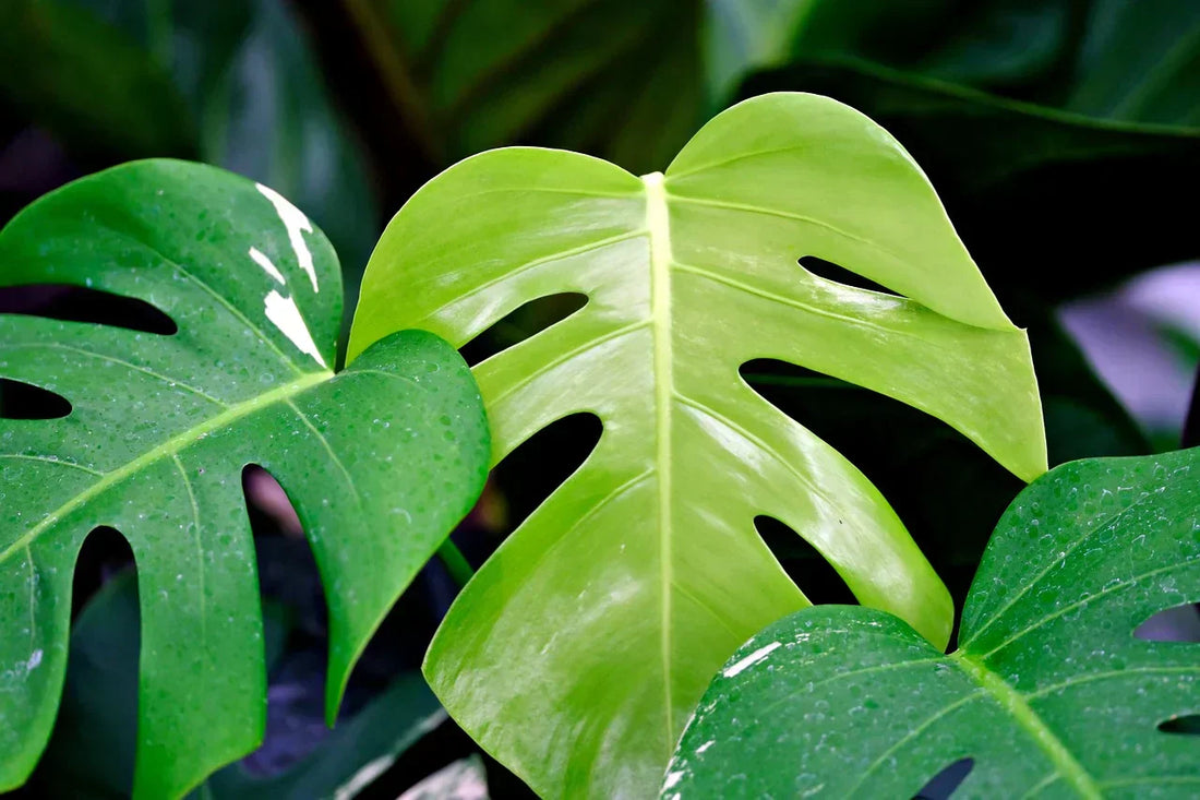 Monstera, vai tiešām esi monstrs?