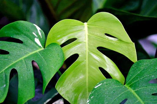 Monstera, vai tiešām esi monstrs?