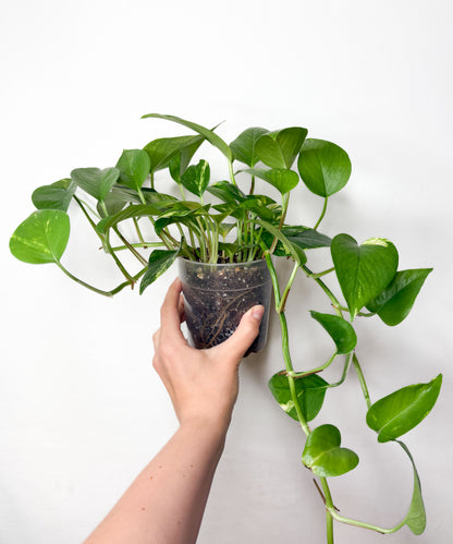Golden Pothos