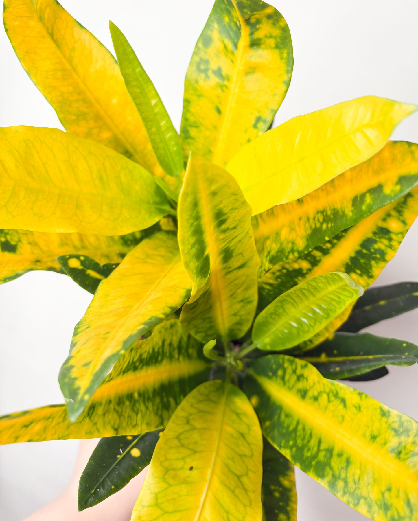 Codiaeum variegatum ‘Sunny Star’