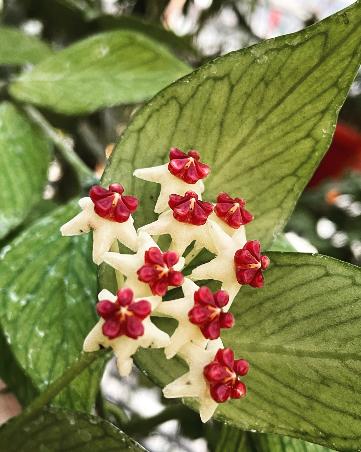 Hoya polyneura