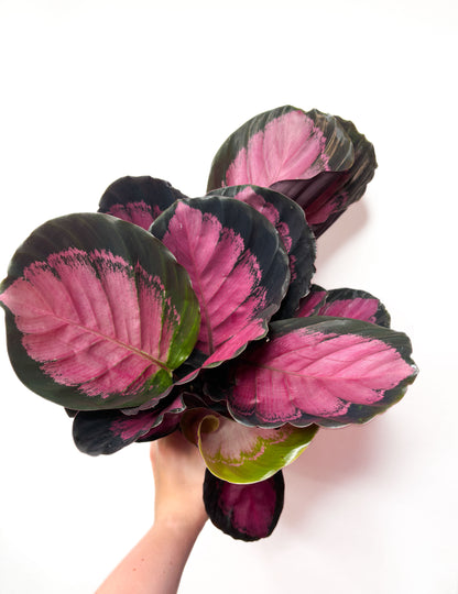 Calathea ‘Crimson’