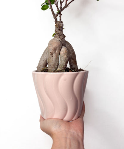 Ficus Microcarpa (ar podu)