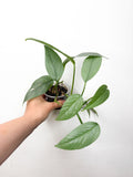 Pothos Sebu Blue