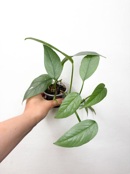 Pothos Sebu Blue