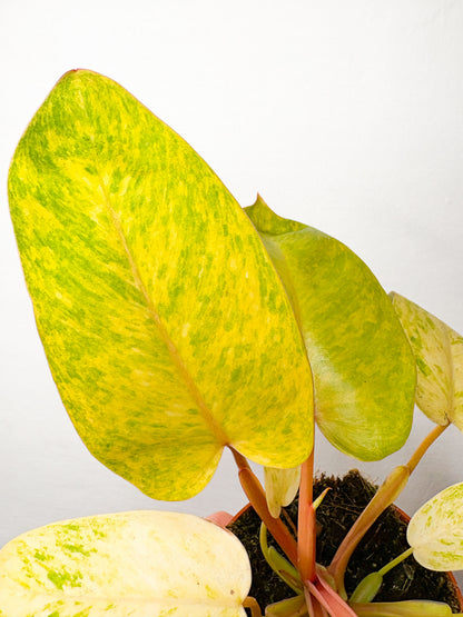 Philodendron ‘Painted Lady’