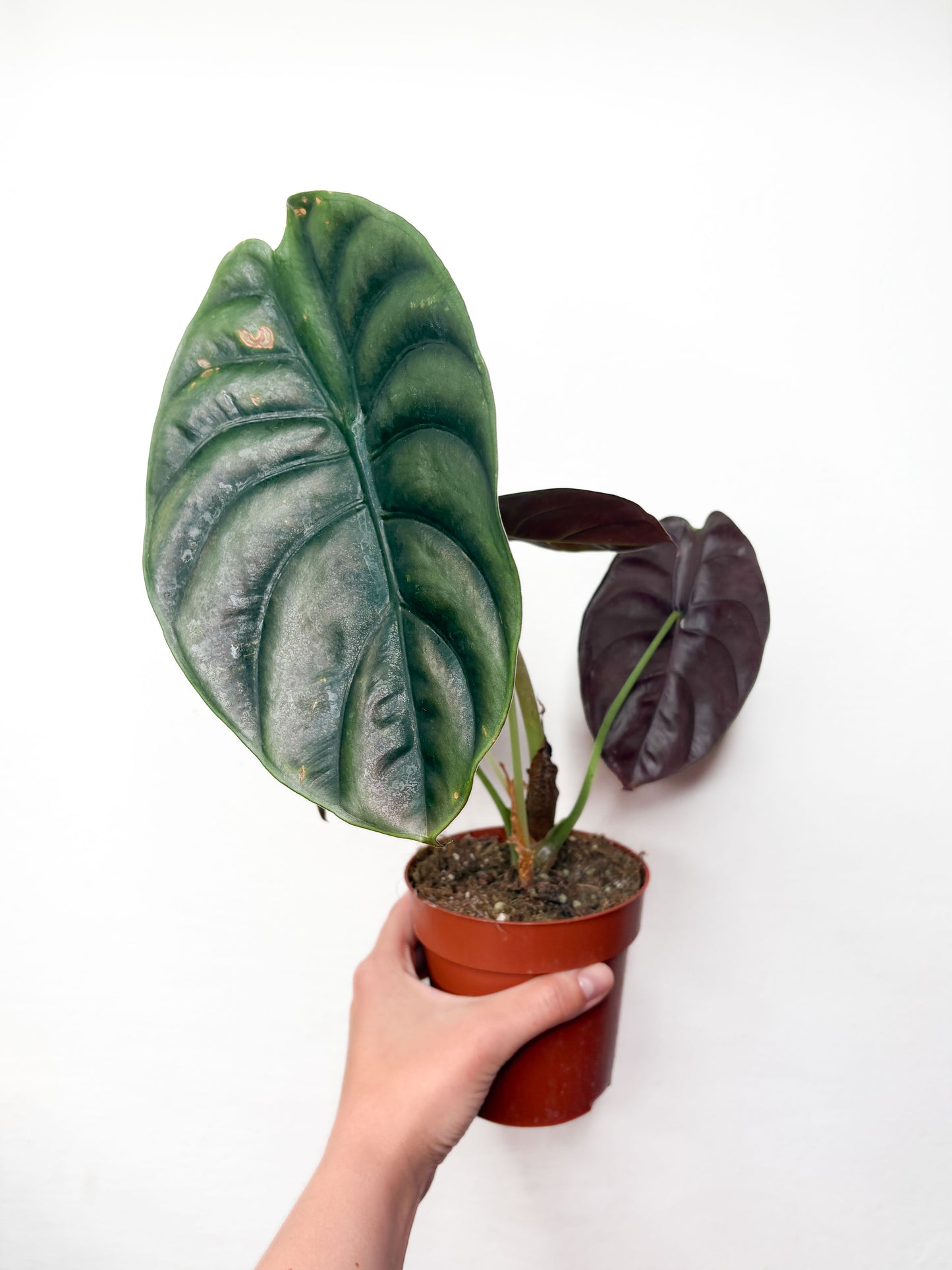 Alocasia Cuprea 'Red Secret'
