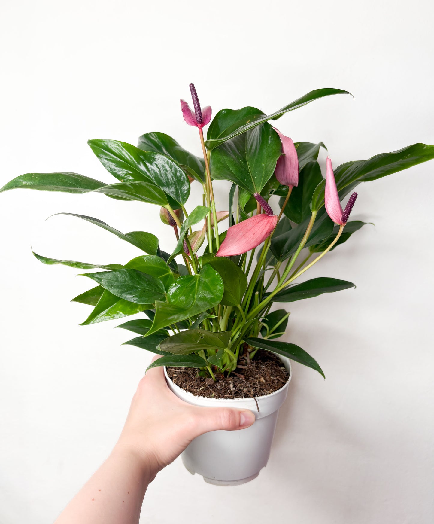 Anthurium 'Zizou'