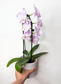 Phalaenopsis  (orhideja ar dekoratīvo podu)
