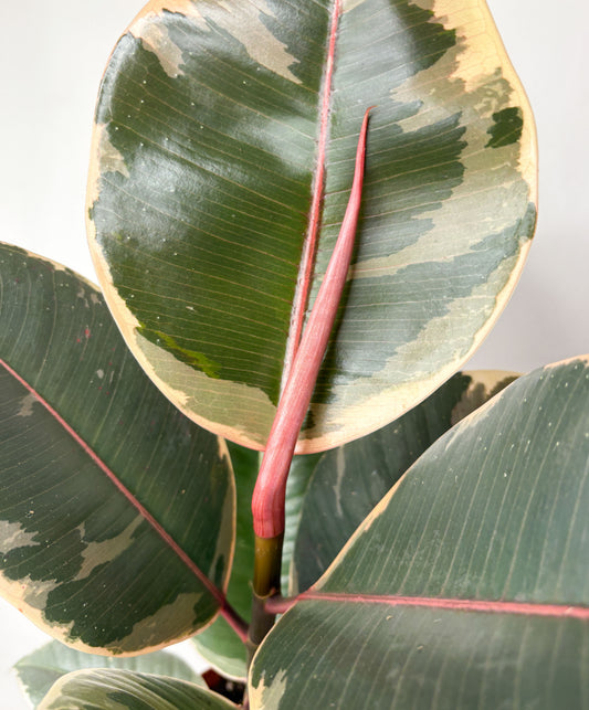 Ficus Elastica Tineke
