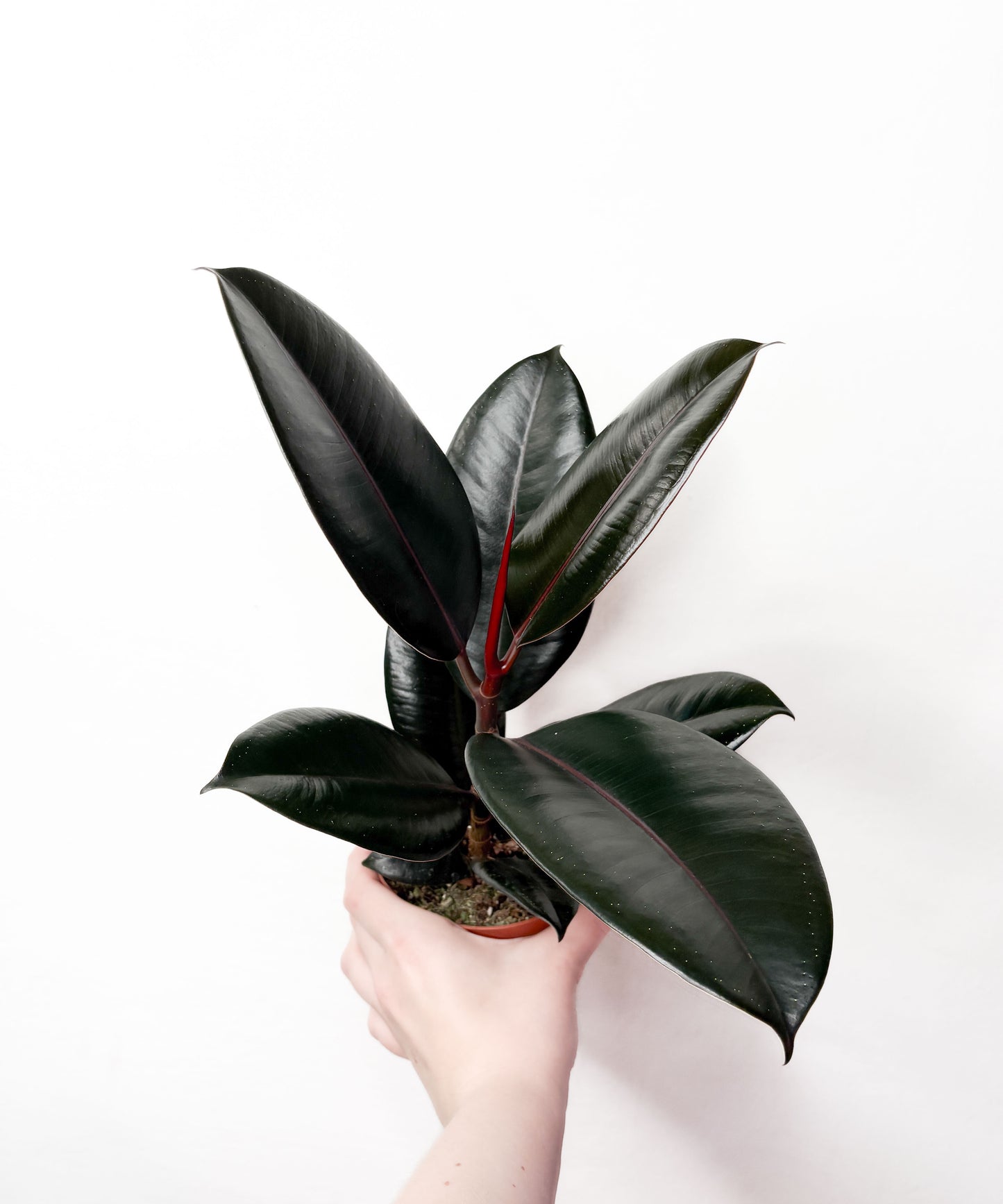 Ficus elastica ‘Abidjan’
