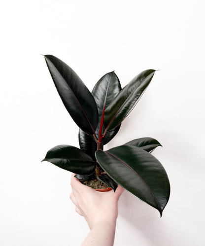 Ficus elastica ‘Abidjan’