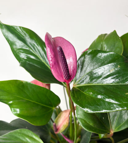 Anthurium 'Zizou'