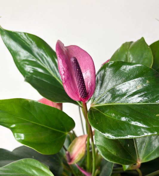 Anthurium 'Zizou'