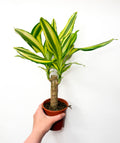 Dracaena ‘Yellow Coast’