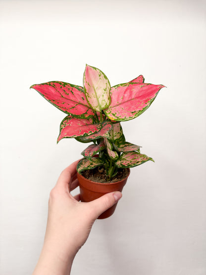Aglaonema Pink Star