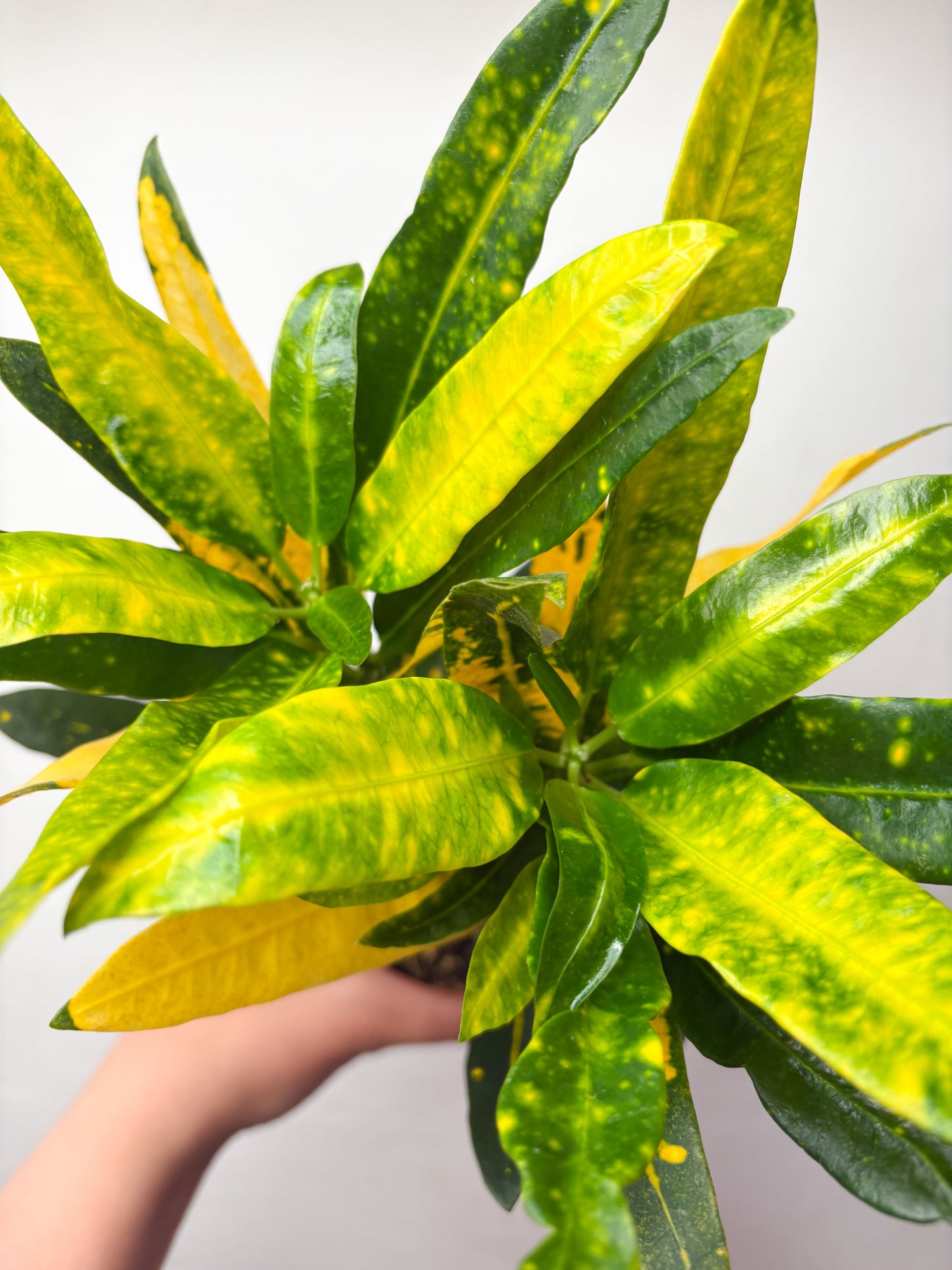 Codiaeum variegatum ‘Sunny Star’