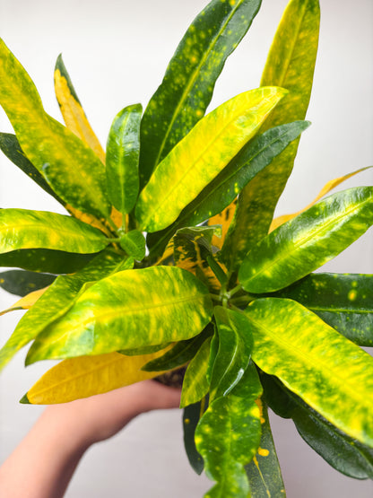Codiaeum variegatum ‘Sunny Star’