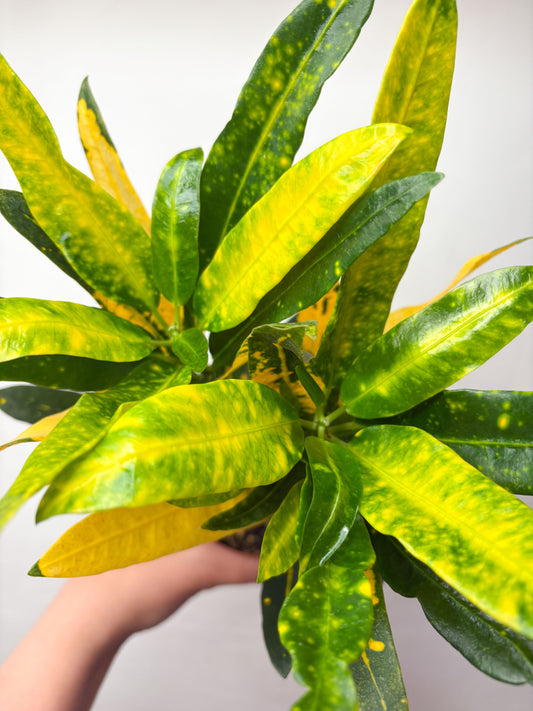 Codiaeum variegatum ‘Sunny Star’