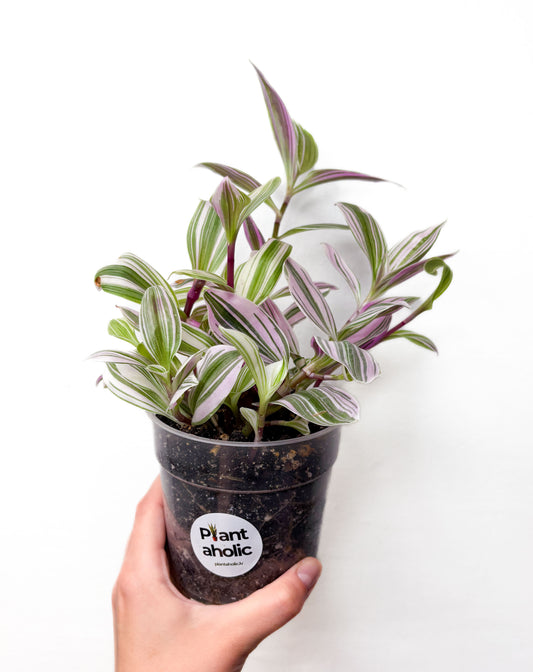Tradescantia Nanouk