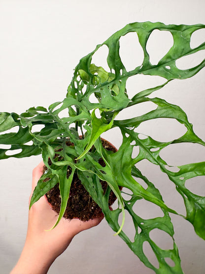 Monstera obliqua Peru