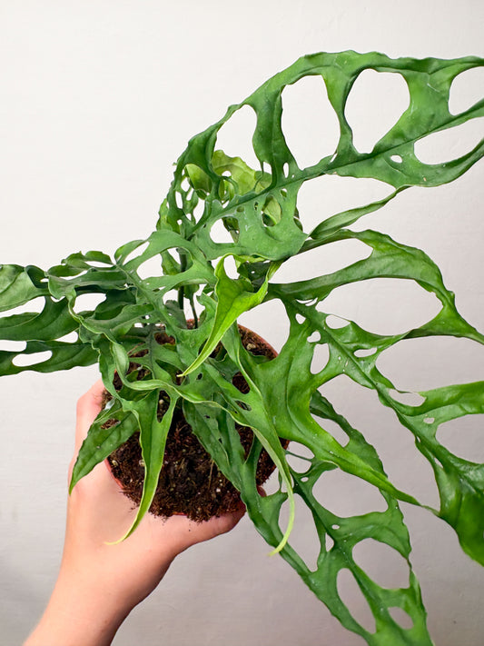 Monstera obliqua Peru