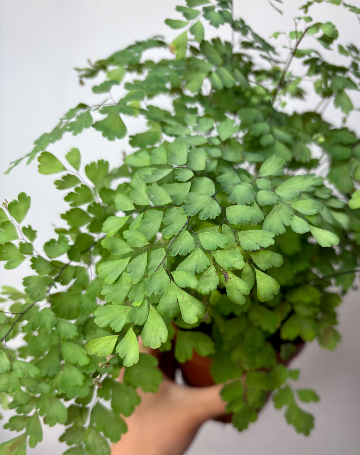 Adiantum fragrans