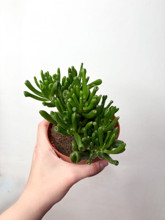 Crassula Ovata Hobbit