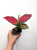 Aglaonema 'Red Valentine'