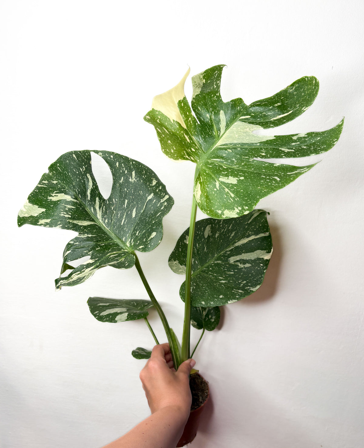 Monstera Thai Constellation