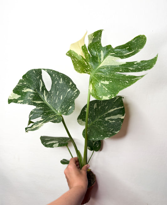 Monstera Thai Constellation